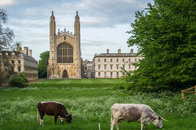 Cambridge Cow